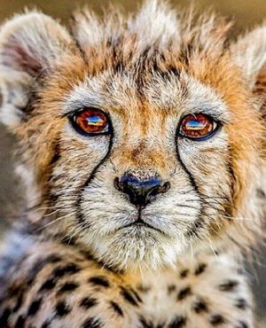 Rambod Javan Instagram - …

در ادامه‌ی همه‌ی بی‌لیاقتیها

پیروز هم شکست خورد

#پیروز
#پسر_ایران