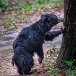 Randeep Hooda Instagram – Kiss a Tree Today.

@nikonindiaofficial @saroshlodhi

 #Bear #SlothBear #NikonZ9 #NikonZseries #NikonIndia #NikonAsia #JungleeHooda #WildRandeep #WildLife #WildLifePhotography