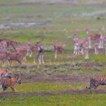 Randeep Hooda Instagram - Annual #Tiger mortality figures have hovered in the range of 100 to 120, it's concerning that it has already surpassed 145 with more than 3 months to go. Efforts should be made to induce robust mitigation measures in the linear projects, better rate of conviction in wildlife crimes, curb poaching/ electrocution/ conflict by increasing monitoring and raising awareness amongst the locals @nikonindiaofficial @mptourism @shergarh_kanha @moefccgoi @indian_forest_official #NikonZ9 #NikonZseries #NikonIndia #NikonAsia #WildWednesday #JungleeHooda #WildLifePhotography Kanha National Park