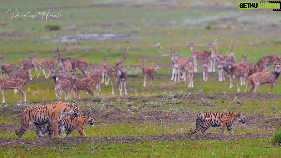 Randeep Hooda Instagram - Annual #Tiger mortality figures have hovered in the range of 100 to 120, it's concerning that it has already surpassed 145 with more than 3 months to go. Efforts should be made to induce robust mitigation measures in the linear projects, better rate of conviction in wildlife crimes, curb poaching/ electrocution/ conflict by increasing monitoring and raising awareness amongst the locals @nikonindiaofficial @mptourism @shergarh_kanha @moefccgoi @indian_forest_official #NikonZ9 #NikonZseries #NikonIndia #NikonAsia #WildWednesday #JungleeHooda #WildLifePhotography Kanha National Park
