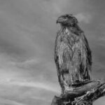 Randeep Hooda Instagram – Looking into a brighter future …

#wildrandeep #jungleehooda #wildlifephotography #owl #birdphotography #birdlovers 

Thanks to @saroshlodhi 

@nikonindiaofficial 
#NikonZ9
#NikonZseries
#Nikon #NikonIndia #NikonIndiaOfficial #NikonAsia #NikonZseries 
Shot on #NikonZ9