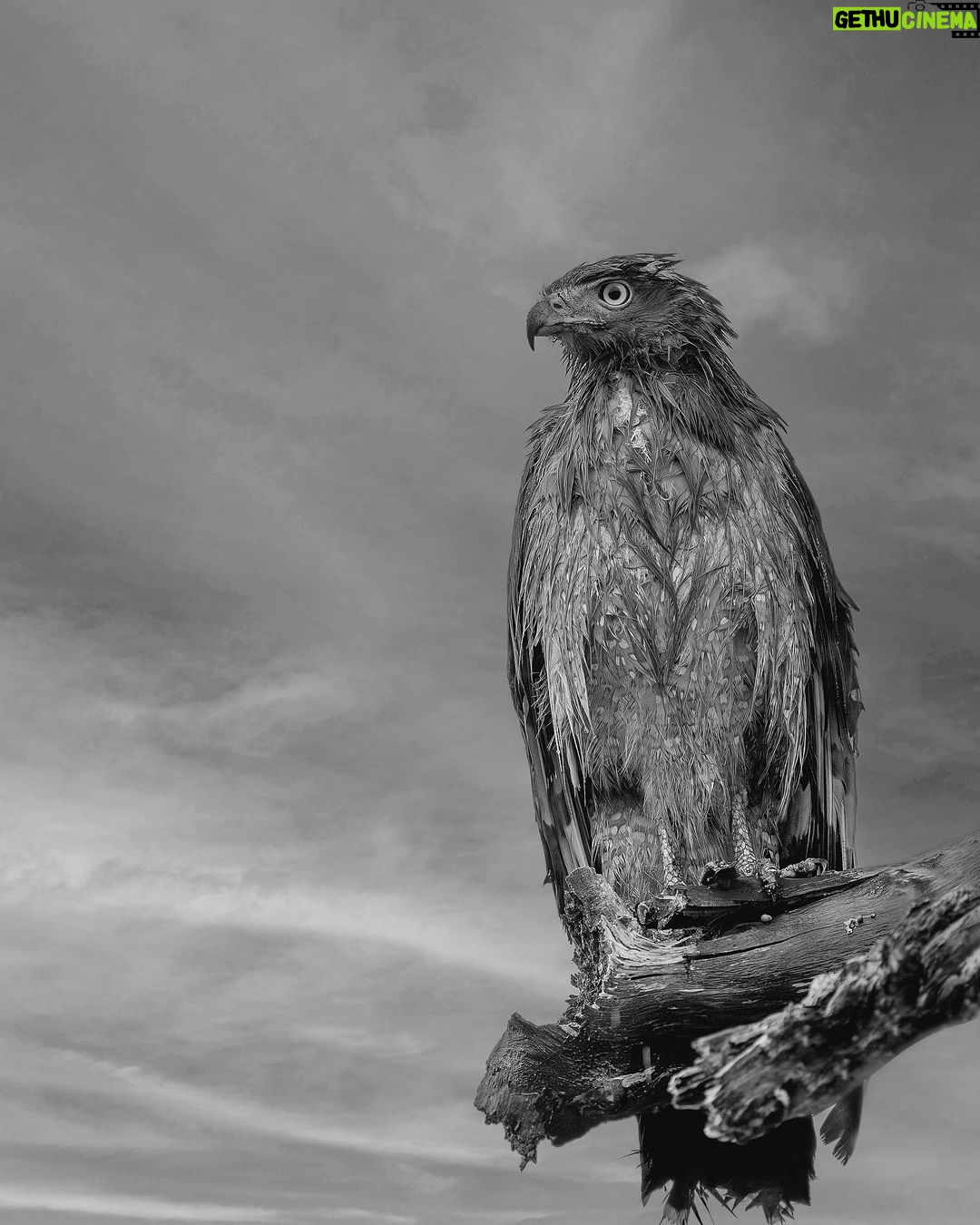 Randeep Hooda Instagram - Looking into a brighter future … #wildrandeep #jungleehooda #wildlifephotography #owl #birdphotography #birdlovers Thanks to @saroshlodhi @nikonindiaofficial #NikonZ9 #NikonZseries #Nikon #NikonIndia #NikonIndiaOfficial #NikonAsia #NikonZseries Shot on #NikonZ9
