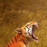 Randeep Hooda Instagram - A Tiger is not just a symbol as a national animal or a photograph, it is an apex predator. When the tiger thrives millions of species thrive including us. Save the tiger = save the human race. #internationaltigers #tigers #worldstiger #reelsinstagram #reels #jungleehooda #wildrandeep #wildlife #wildlifephotography #conservation #wildlifeprotection