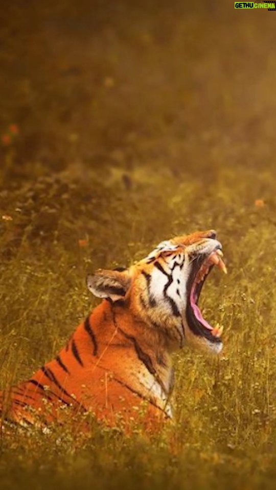 Randeep Hooda Instagram - A Tiger is not just a symbol as a national animal or a photograph, it is an apex predator. When the tiger thrives millions of species thrive including us. Save the tiger = save the human race. #internationaltigers #tigers #worldstiger #reelsinstagram #reels #jungleehooda #wildrandeep #wildlife #wildlifephotography #conservation #wildlifeprotection