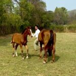 Randeep Hooda Instagram - Finally got the time to see my Dream Girl’s new baby boy .. he’s so cute, athletic and shy .. named him “Veer” .. My other ray of “Hope” has grown up so much and turned out so Grey and so beautiful .. my retired warrior “Rommel” is having a good retired life on the farm too .. feeling blessed 🙏🤗. #Veer 🐎🐎🐴 #horsesofinstagram #wildrandeep #jungleehooda #reelsinstagram #reelsindia #explore #horselove #pets