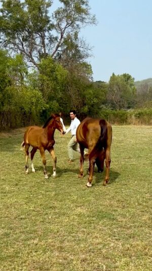 Randeep Hooda Instagram - Finally got the time to see my Dream Girl’s new baby boy .. he’s so cute, athletic and shy .. named him “Veer” .. 
My other ray of “Hope” has grown up so much and turned out so Grey and so beautiful .. my retired warrior “Rommel” is having a good retired life on the farm too .. feeling blessed 🙏🤗. #Veer 🐎🐎🐴

#horsesofinstagram #wildrandeep #jungleehooda #reelsinstagram #reelsindia #explore #horselove #pets