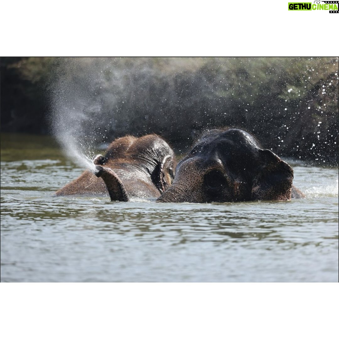 Ranveer Singh Instagram - A watershed moment in animal welfare. Anant, you have the largest and kindest heart β₯οΈπ§Ώππ½β¨ #Vantara #AnantAmbani @radhikamerchant @reliancefoundation