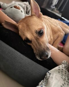 Rashmi Gautam Instagram - Last 24 hrs with my sassy princess 👸 my golden girl Love you my baby girl Until next time Chutki Gautam signing ✍️ off 09-03-2024 #chutkigautam