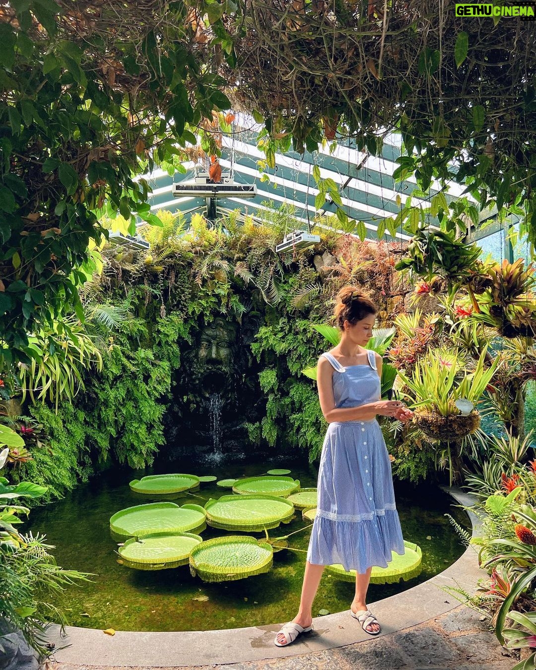 Ravshana Kurkova Instagram - Листья кувшинок Victiria amazonica (за моей спиной) могут достигать 2 м в диаметре и выдерживать вес человека… Проверять, однако, воздержусь 🤭 А если назвать 2 самых главных по красоте мест на острове Искья, для меня, пожалуй, это сады Ла Мартелла и Арагонский Замок 🤗☀️ Ischia, Italy
