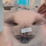 Rebel Wilson Instagram - Your sexuality doesn’t need a LABEL! Who’s with me?! Download FLUID on the App Store, we’re shaking up dating in all the right ways #fluid #exclusive #findmeonfluid