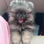 Reya Sunshine Instagram - Introducing the newest member of the Sunshine family! ☀️ Meet Baby Colossus 🐾 @colossusofsunshine