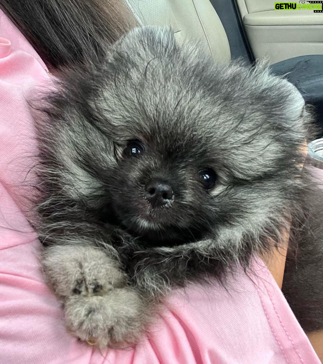 Reya Sunshine Instagram - Introducing the newest member of the Sunshine family! ☀️ Meet Baby Colossus 🐾 @colossusofsunshine