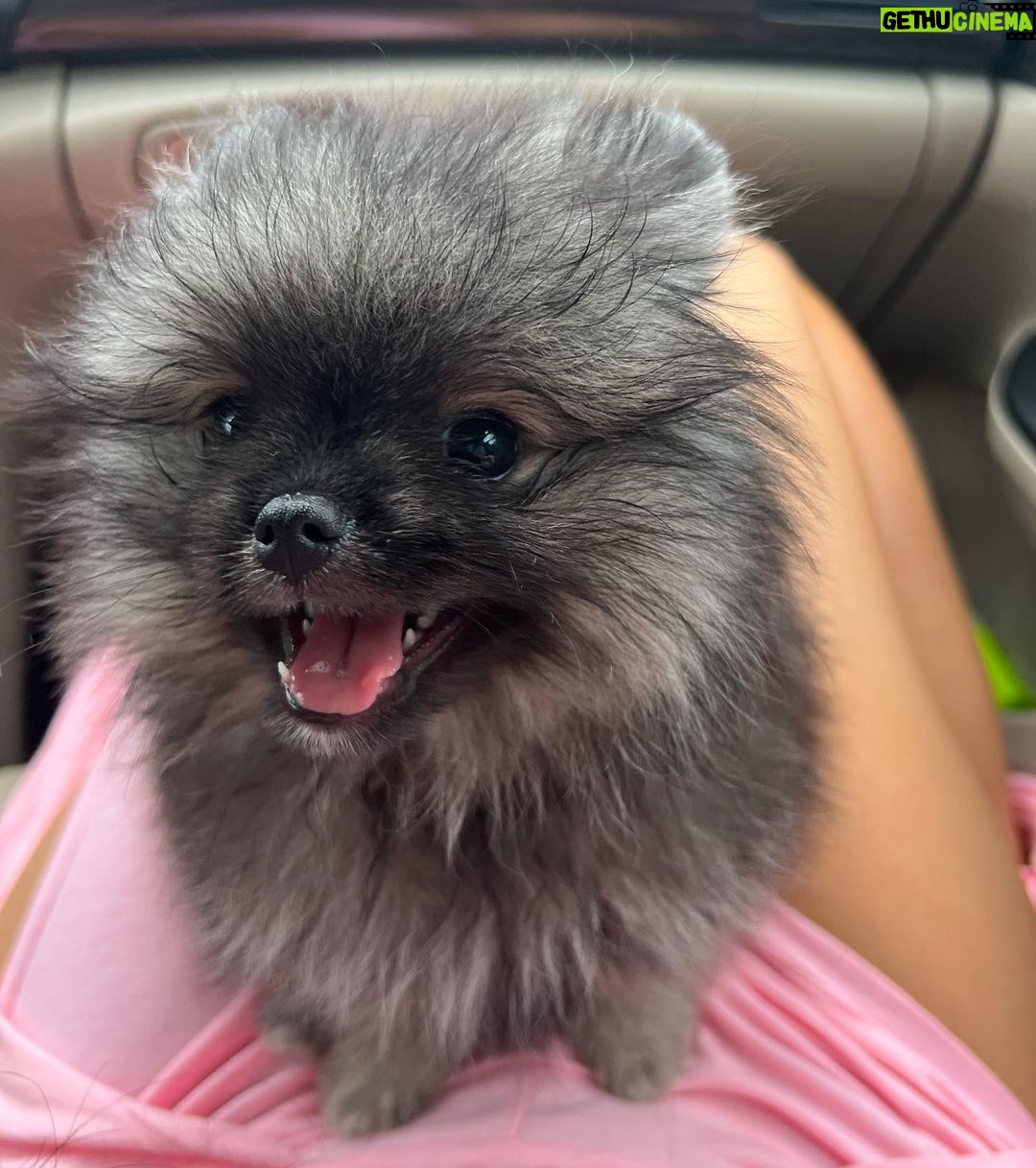 Reya Sunshine Instagram - Introducing the newest member of the Sunshine family! ☀️ Meet Baby Colossus 🐾 @colossusofsunshine