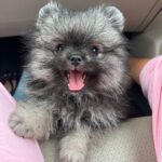 Reya Sunshine Instagram - Introducing the newest member of the Sunshine family! ☀️ Meet Baby Colossus 🐾 @colossusofsunshine