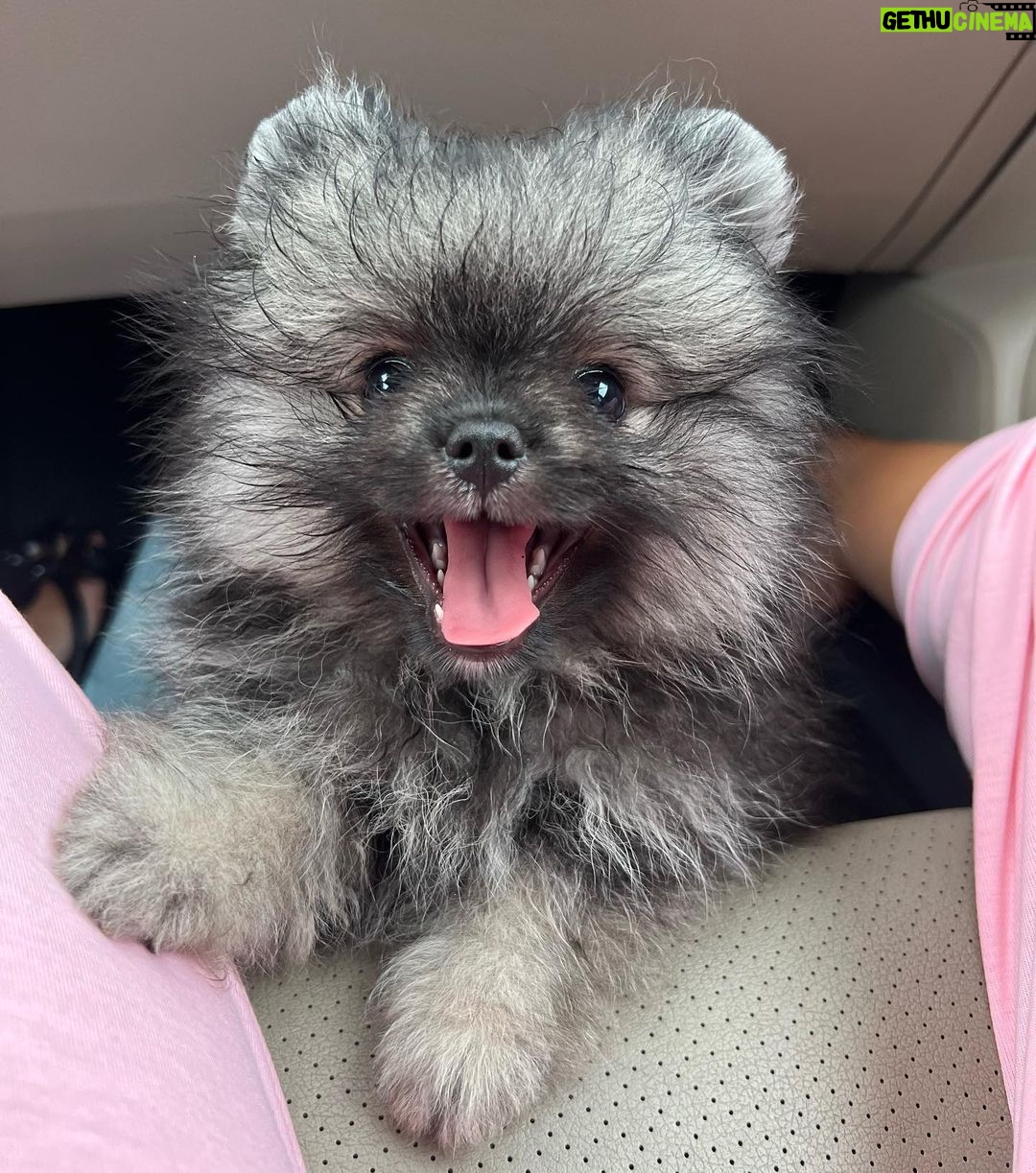 Reya Sunshine Instagram - Introducing the newest member of the Sunshine family! ☀️ Meet Baby Colossus 🐾 @colossusofsunshine
