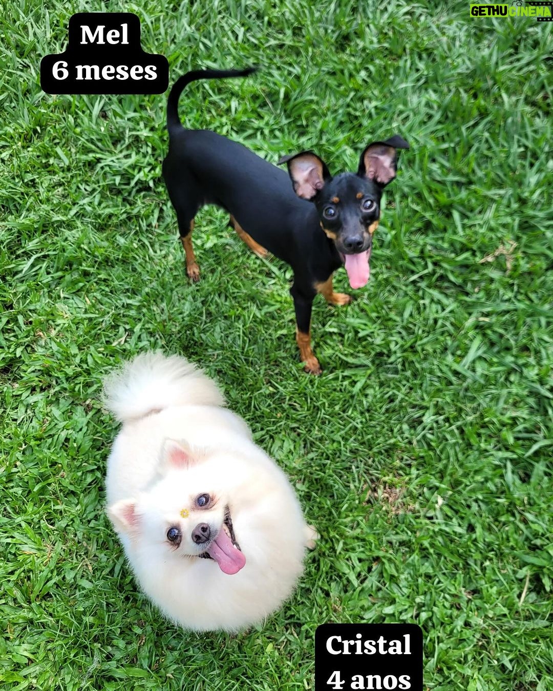 Reynaldo Gianecchini Instagram - Adotem!!!😍 @aconchegoanimal
