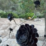 Riccardo Tisci Instagram – Random July 🖤black roses