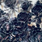 Riccardo Tisci Instagram - Random July 🖤black roses