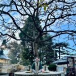 Ridheema Tiwari Instagram - TREE OF LIFE 🌴 #landormussoorie #landor #treeoflife #laaltibba #ridhiematiwari #potd Lal Tibba Mussoorie