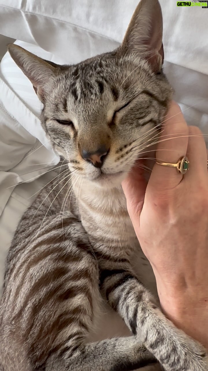 Rita Lobo Instagram - Tem coisa mais preciosa? 😻 Adote um gatinho!!!