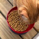 Rita Lobo Instagram – Obrigada a todos!!!!!!!! Achamos juntos a humana do Miguelito! Trouxe ele pra casa, dei comida, água — e ele me encheu de carinho!!! Como tenho três gatos, fiquei com ele na varanda. Aproveitando, adote um gato. Eles são criaturas maravilhosas, que enchem a casa de amor. 🧡🐈😻🦁👩🏼🍳