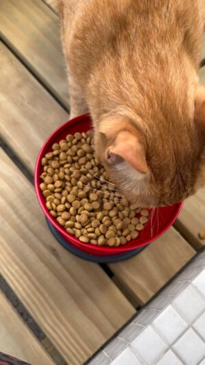 Rita Lobo Instagram - Obrigada a todos!!!!!!!! Achamos juntos a humana do Miguelito! Trouxe ele pra casa, dei comida, água — e ele me encheu de carinho!!! Como tenho três gatos, fiquei com ele na varanda. Aproveitando, adote um gato. Eles são criaturas maravilhosas, que enchem a casa de amor. 🧡🐈😻🦁👩🏼‍🍳