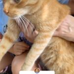 Rita Lobo Instagram – ACHAMOS A HUMANA DO MIGUELITO!!! Esse gato parece estar perdido! Estamos na rua Canadá, em São Paulo. Se souber de quem é, avisa!