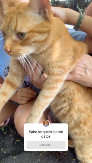 Rita Lobo Instagram - ACHAMOS A HUMANA DO MIGUELITO!!! Esse gato parece estar perdido! Estamos na rua Canadá, em São Paulo. Se souber de quem é, avisa!