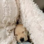 Ritu Singh Instagram – Welcome new puppy 
– call him : MAIDO 🐶

Thanku @ursgauravjha for taking care of my heart 🥰