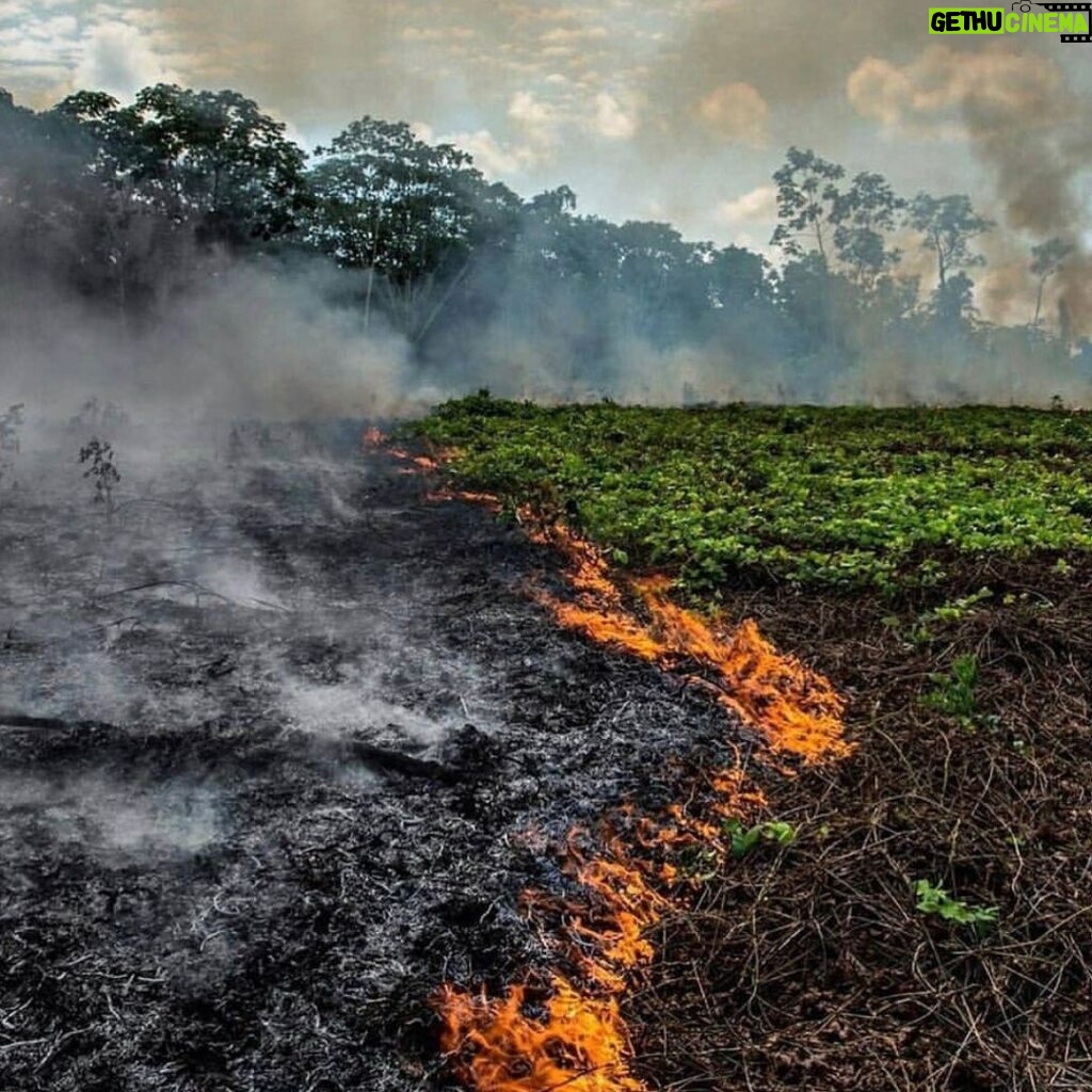 Rob Kardashian Instagram - The lungs of the earth are in flames. 20% of the earth’s oxygen is produced by the Amazon... hundreds of thousands of people call it home, as well as 3 million species of plants and animals. 🙏🏼🙏🏼 #Repost @rainforestalliance: "The lungs of the Earth are in flames. 🔥 The Brazilian Amazon—home to 1 million Indigenous people and 3 million species—has been burning for more than two weeks straight. There have been 74,000 fires in the Brazilian Amazon since the beginning of this year—a staggering 84% increase over the same period last year (National Institute for Space Research, Brazil). Scientists and conservationists attribute the accelerating deforestation to President Jair Bolsonaro, who issued an open invitation to loggers and farmers to clear the land after taking office in January.⁣ ⁣ The largest rainforest in the world is a critical piece of the global climate solution. Without the Amazon, we cannot keep the Earth’s warming in check. ⁣ ⁣ The Amazon needs more than our prayers. So what can YOU do?⁣ ⁣ ✔ As an emergency response, donate to frontline Amazon groups working to defend the forest. ⁣ ✔ Consider becoming a regular supporter of the Rainforest Alliance’s community forestry initiatives across the world’s most vulnerable tropical forests, including the Amazon; this approach is by far the most effective defense against deforestation and natural forest fires, but it requires deep, long-term collaboration between the communities and the public and private sectors. Link in bio.⁣ ✔ Stay on top of this story and keep sharing posts, tagging news agencies and influencers. ⁣ ✔ Be a conscious consumer, taking care to support companies committed to responsible supply chains.⁣ Eliminate or reduce consumption of beef; cattle ranching is one of the primary drivers of Amazon deforestation. ✔ When election time comes, VOTE for leaders who understand the urgency of our climate crisis and are willing to take bold action—including strong governance and forward-thinking policy.⁣ ⁣ #RainforestAlliance #SaveTheAmazon #PrayForAmazonia #AmazonRainforest #ActOnClimate #ForestsResist #ClimateCrisis 📸: @mohsinkazmitakespictures / Windy.com" (via #InstaRepost @AppsKottage