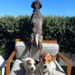 Rob Lowe Instagram – Just a few good doggos!