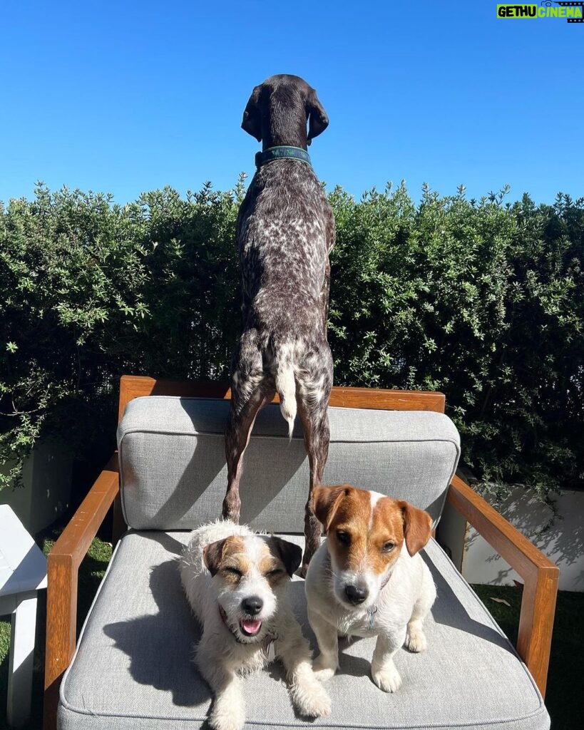 Rob Lowe Instagram - Just a few good doggos!