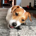 Rob Lowe Instagram – Such a busy pupperoon!!