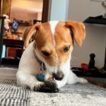 Rob Lowe Instagram – Such a busy pupperoon!!