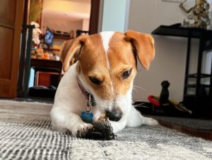 Rob Lowe Instagram - Such a busy pupperoon!!