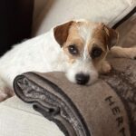 Rob Lowe Instagram - I nominate Daisy as the new face of Hermès. Thoughts?