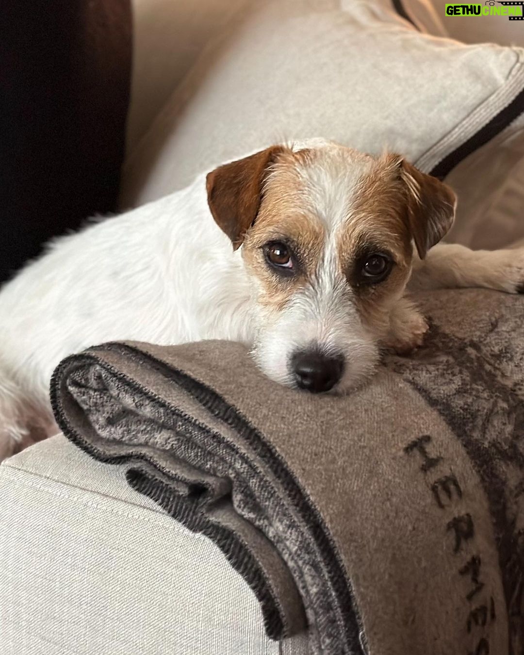 Rob Lowe Instagram - I nominate Daisy as the new face of Hermès. Thoughts?