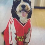 Rob McElhenney Instagram - Here’s my dog in various jerseys of teams I like (or own). This brought me joy. He was suspect at first, but the treats he got when we wrapped more than made up for it. @wrexham_afc @sixers @phillies @philadelphiaeagles