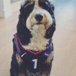 Rob McElhenney Instagram - Here’s my dog in various jerseys of teams I like (or own). This brought me joy. He was suspect at first, but the treats he got when we wrapped more than made up for it. @wrexham_afc @sixers @phillies @philadelphiaeagles