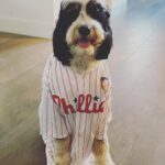 Rob McElhenney Instagram - Here’s my dog in various jerseys of teams I like (or own). This brought me joy. He was suspect at first, but the treats he got when we wrapped more than made up for it. @wrexham_afc @sixers @phillies @philadelphiaeagles
