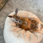 Rob Schneider Instagram – If your a baby Red Kangaroo or a person… Always the best place to be during a cold wet day in east Texas is next to the fireplace! We are in Lufkin with my pals, Brandon & Haylee Belt!