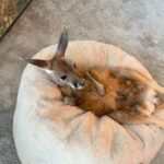Rob Schneider Instagram - If your a baby Red Kangaroo or a person… Always the best place to be during a cold wet day in east Texas is next to the fireplace! We are in Lufkin with my pals, Brandon & Haylee Belt!
