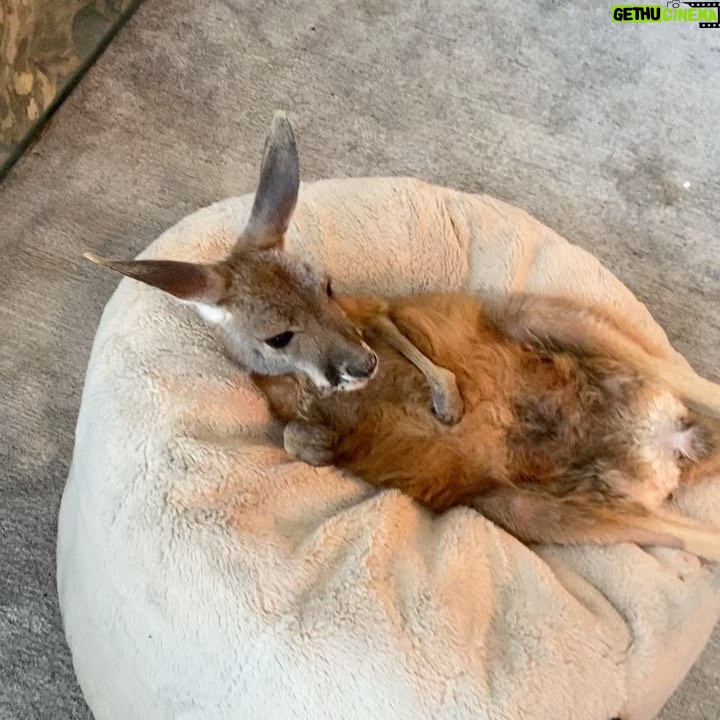Rob Schneider Instagram - If your a baby Red Kangaroo or a person… Always the best place to be during a cold wet day in east Texas is next to the fireplace! We are in Lufkin with my pals, Brandon & Haylee Belt!