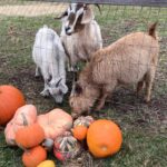 Rob Schneider Instagram - Sellersville PA tonight 2 Shows... goats get in free! Sellersville Theater