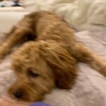 Rob Schneider Instagram - Defense Training my 6 pound KILLER is as painstaking as it is rewarding. We will repeat this time tested strategy 3 mores before we each retire for snacks! #DaddyDaughterTripMovie COMING SOON to a theater NEAR YOU!!