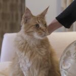 Robbie Williams Instagram – Being Robbie Williams? Good. Being A Cat? Well That’s Just Next Level.
#ad #felix #ItsGreatToBeACat