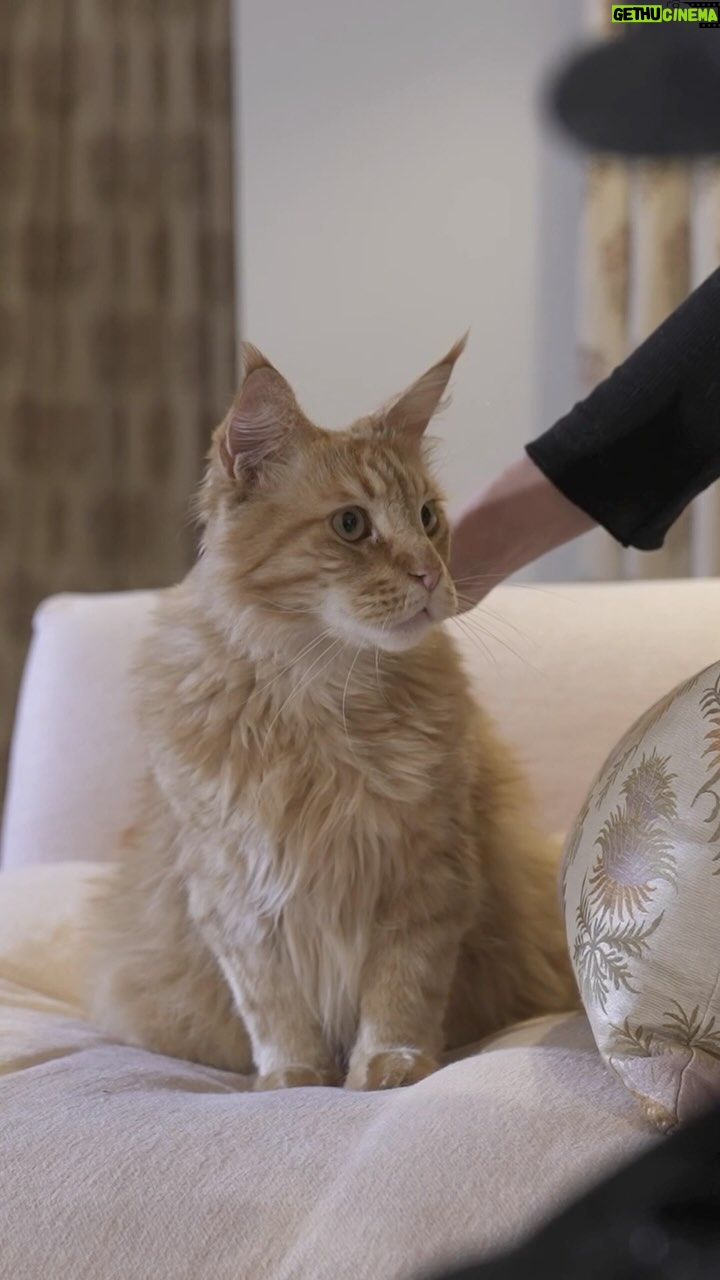 Robbie Williams Instagram - Being Robbie Williams? Good. Being A Cat? Well That’s Just Next Level. #ad #felix #ItsGreatToBeACat