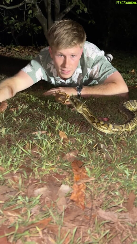 Robert Clarence Irwin Instagram - Near miss! Definitely had a good laugh with this grumpy carpet python - but great to get him reacued off the road and relocated to a much safer spot!