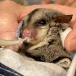 Robert Clarence Irwin Instagram - Can it get any cuter than a rescued glider being fed at our Australia Zoo Wildlife Hospital!? 🥹