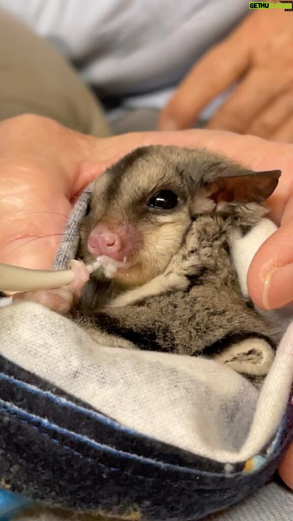 Robert Clarence Irwin Instagram - Can it get any cuter than a rescued glider being fed at our Australia Zoo Wildlife Hospital!? 🥹